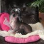 May's mile Eternal Dell Chinese Crested