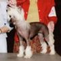 Jewels Dancing In Heaven Chinese Crested