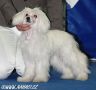 New Wave White Breeze de GabriTho Chinese Crested
