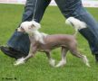 Zhannel's Shop O Holic Chinese Crested