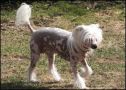 Puglight's Netti Chinese Crested