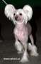 Newbourne Chanel Chinese Crested