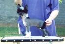 Gemstone's Shoot To Thrill Wudnshu Chinese Crested