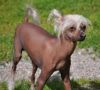 Luckyfly Absolute Peppar Chinese Crested