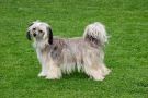 Waffotis Amanuette Chinese Crested