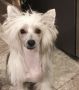 Flying Colors Wheels in the Sky Chinese Crested
