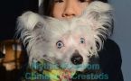 Mosaic's Mickey Blue Eyes At Mythic Chinese Crested