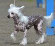 Pideraq's Best Bettyb Bumblebe Chinese Crested