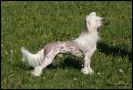 My Spell Amazing Thunderstorm Chinese Crested