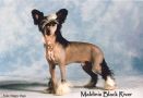 Maldinis Black River Chinese Crested