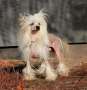 Envy White Precious Pepper Chinese Crested