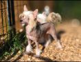 Long Haul's Solstice Cosmic Star Fall Chinese Crested