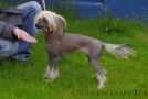 Practical Hero Absolutely True Chinese Crested