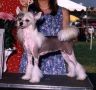 Woodlyn Double Stuf Of Jewels Chinese Crested