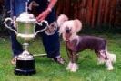 Moonswift Crazy Horse Chinese Crested