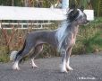 Crestwood Moony Mannequin Chinese Crested