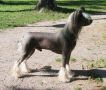 M.T O The Sundance Kid Chinese Crested