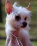 Zhen's Shady Lady Chinese Crested