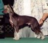 Woodlyn Crown Jewels Chinese Crested