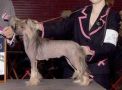 Gingery's Legally Blond XTC Chinese Crested