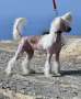 Sirocco Perform Like U Never Lost Chinese Crested