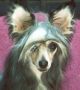 Eclipse Of Little Horse Chinese Crested