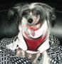 Mrs. Ding's Monaco Princess Chinese Crested