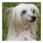 Dragon Hills Ginbread Cookie Chinese Crested