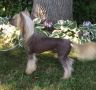 Windwater Boxers Or Briefs Chinese Crested
