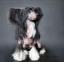 Sky Miracle Look-Hit Sharol Shi Chinese Crested