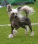 Practical Hero Coconut Captain Chinese Crested