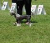 CH. Cat's China Dogs King Winter Wizzard Chinese Crested