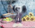 Tamarlane's King Of The Jungle, Cd, Rn, Cgc Chinese Crested