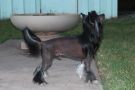 AmCH Sterling Fell On Black Days Chinese Crested