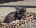 Peppermint Paris Of Delight Chinese Crested