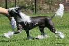Liliah High Society Chinese Crested