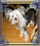Enchanted's Turn The Page HL Chinese Crested