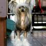 Myrtans Top-Pest Chinese Crested