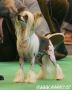Renedream Painted Pony Chinese Crested