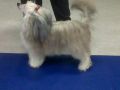 lospoochinos coco loco for SIGYNS Chinese Crested