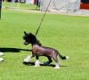 Cadiz So You Think You Can Prance Chinese Crested