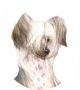 Lemiz Play Misty For Me Chinese Crested