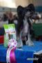 Unusual So Beauty Chinese Crested