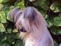 Trubo's Fritzy Ritz Chinese Crested