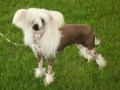 Habiba I'm with Stupid Chinese Crested