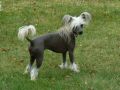 Doucai Juicy Lucy Chinese Crested