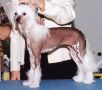 Poss Love Me Cowgirl Chinese Crested