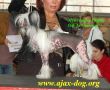 Moonswift Gift Of the Orient Chinese Crested