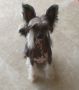Mulberry's Lost in Paradise Chinese Crested
