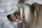 Local Hero's Naked By Nature Chinese Crested